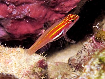 neonpygmygoby1.jpg