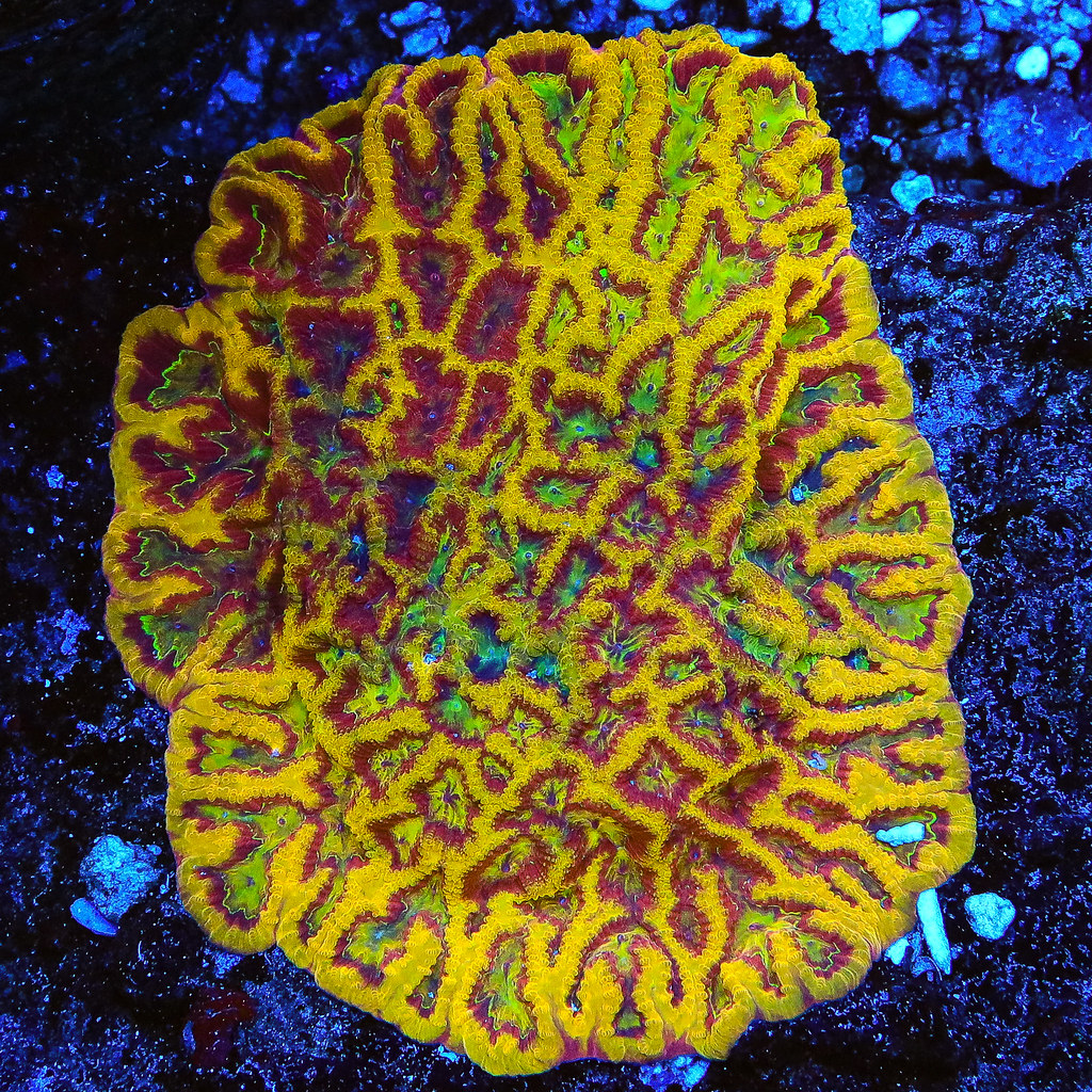51356227677_43ffd92fd1_b.jpg