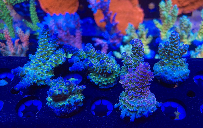 52617492691_c56a12981c_c.jpg