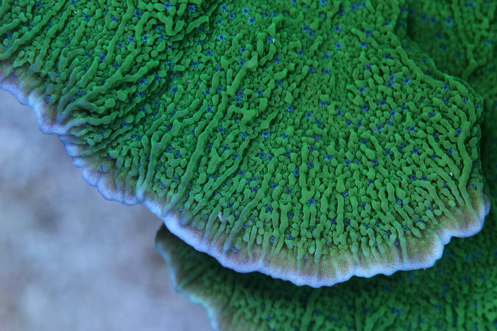 47275052461_32f4b3e15b_b.jpg