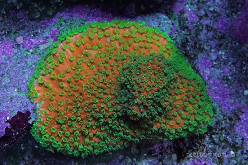 SPS-pic26-Nov-11-2018.jpg