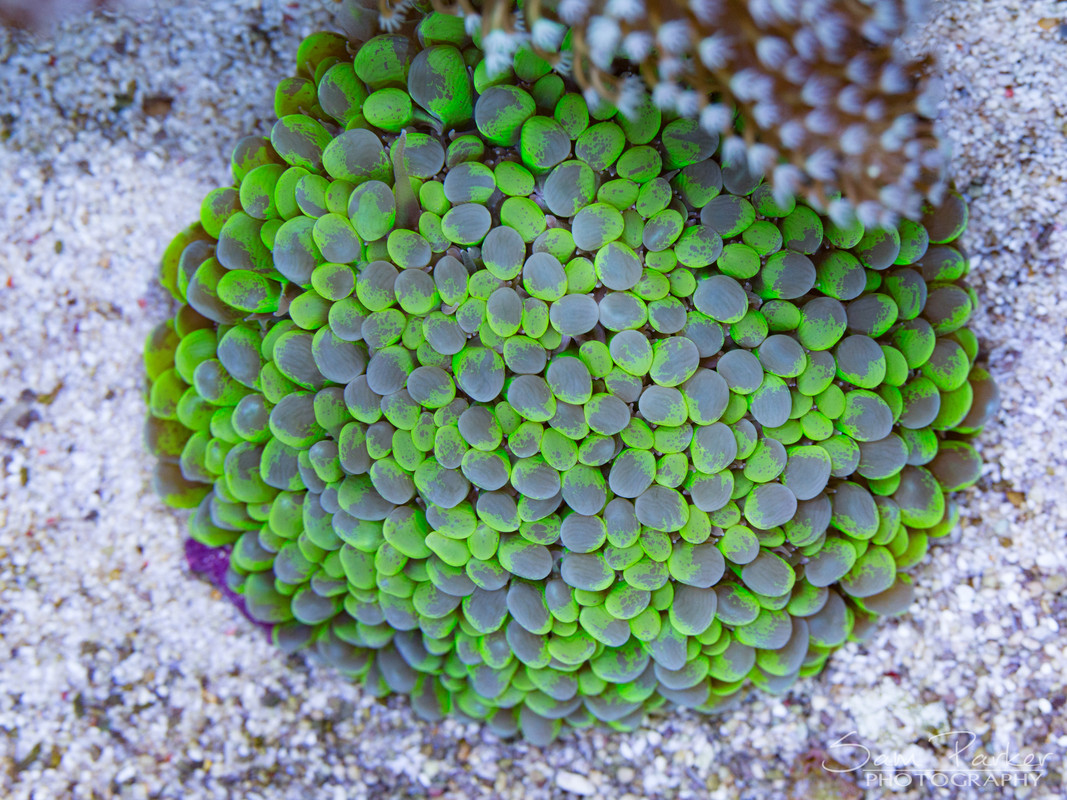 0J4A5560.jpg