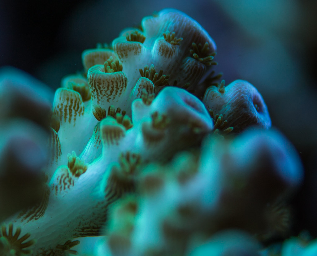 21265712364_5b77f46327_b.jpg