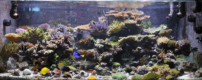 reefs.com