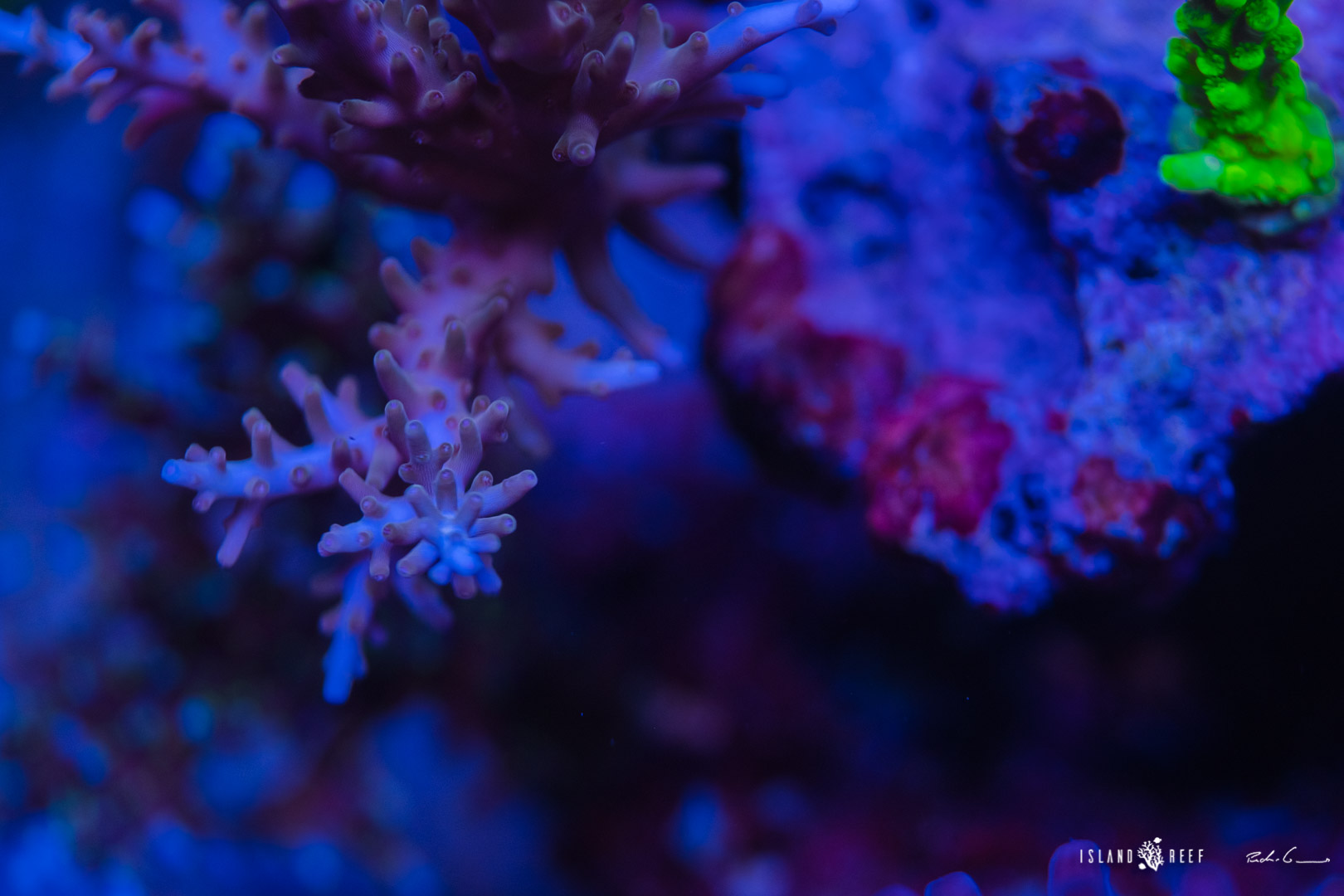 43130195375_8545cb8190_o.jpg