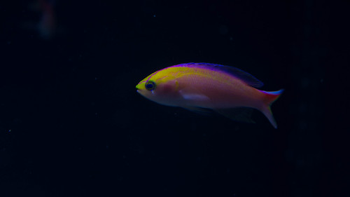 9959638844_6429d1bc0e.jpg