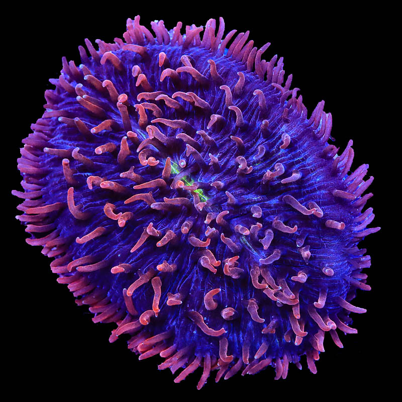 50734383607_e369314440_c.jpg