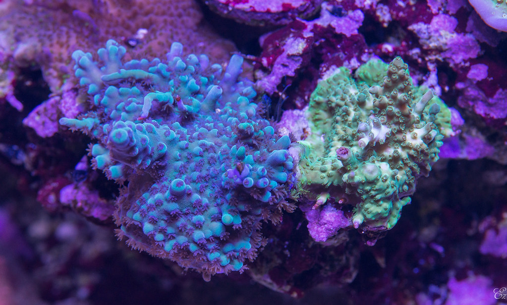 14300800530_a7cbcf665b_b.jpg