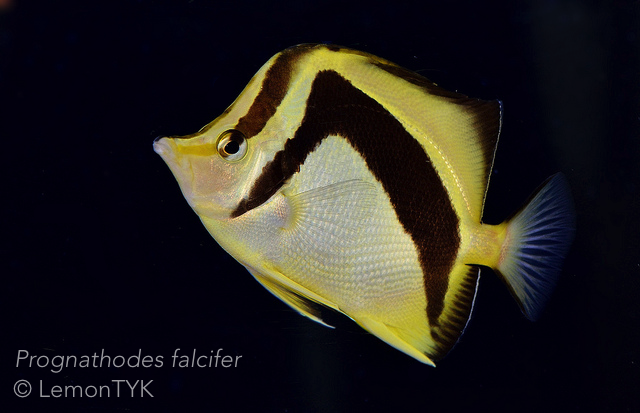 reefbuilders.com