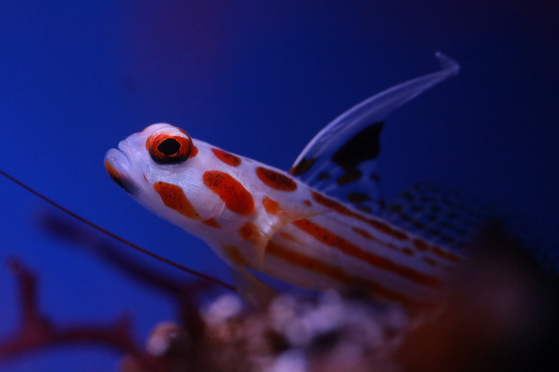 50126639278_fbed1f12be_c.jpg