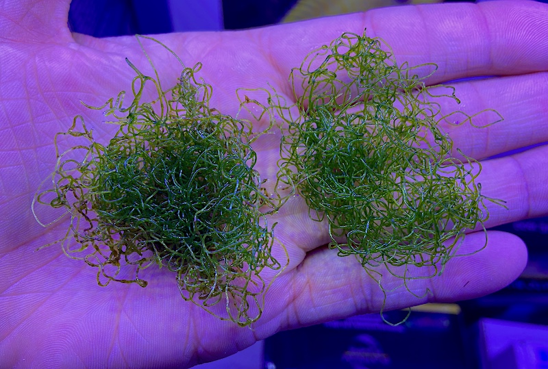 reefbuilders.com