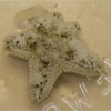 reefs.com