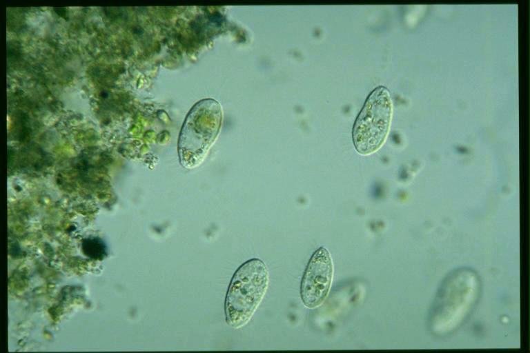 uronema03-jpg.696956