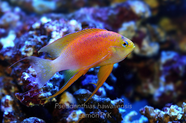 reefbuilders.com