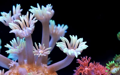 reefbuilders.com
