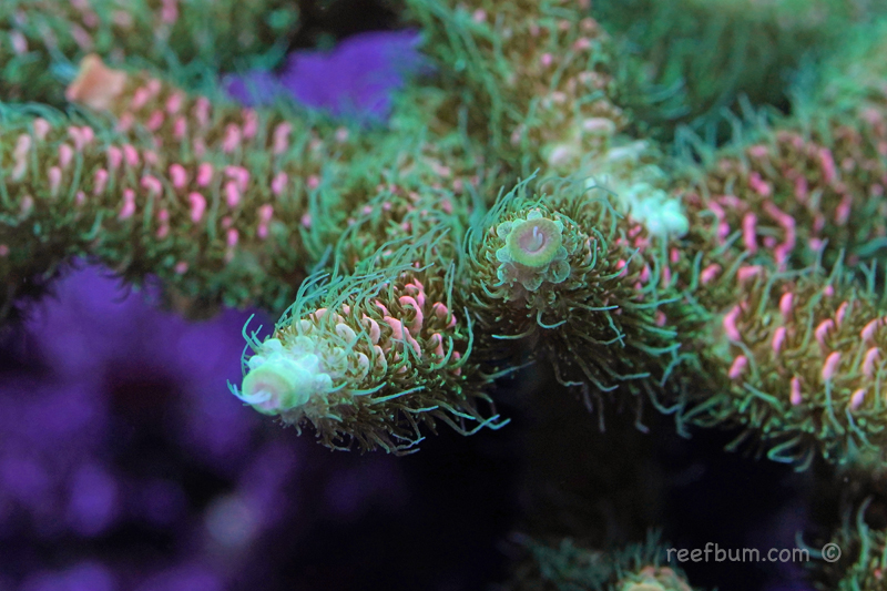 Macro-pic26-Nov-11-2018_edited-1.jpg