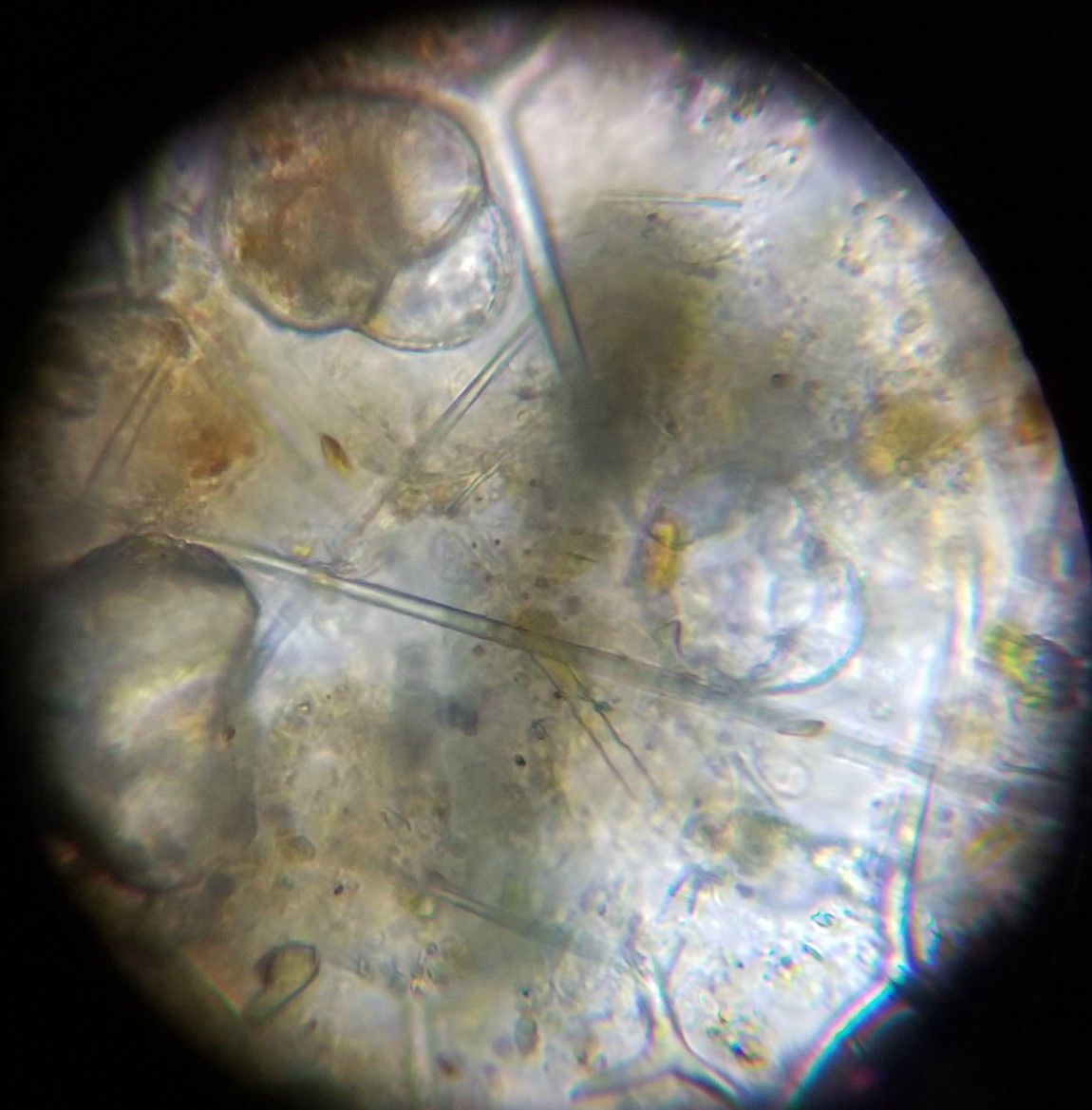 microscope_11-jpg.647561
