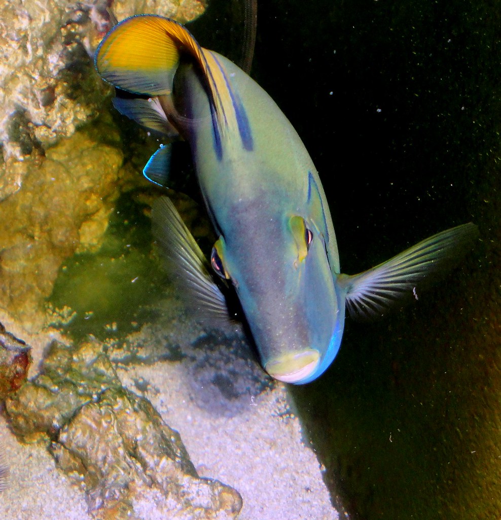 15771097637_a00dc0257d_b.jpg