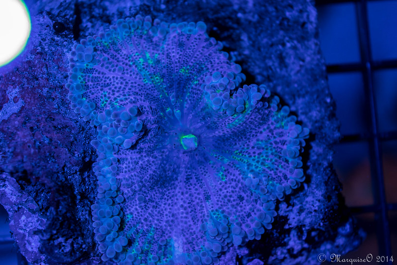 14690265431_fce8403075_c.jpg