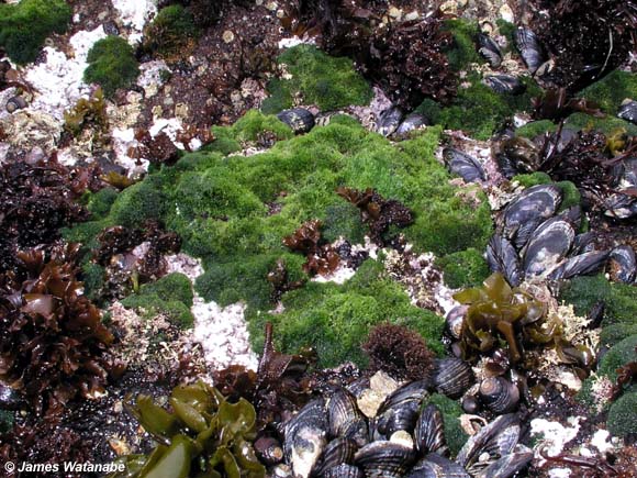 cladophora580.jpg