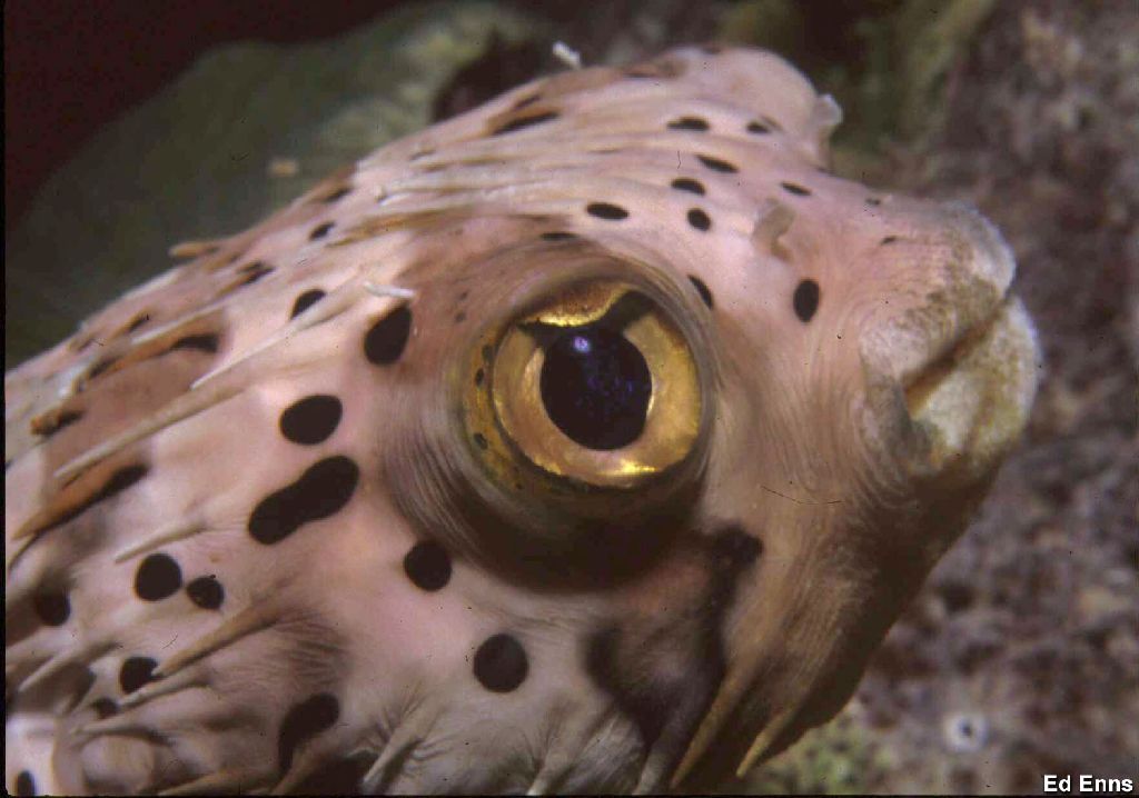 DiodonHolocanthusNOAA.jpg
