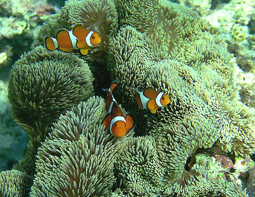 A_ocellaris_2_Sesoko_Point_140904_LOWRES.jpg