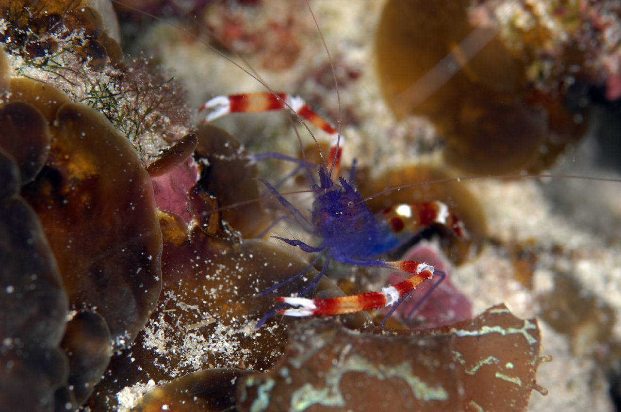 reefbuilders.com