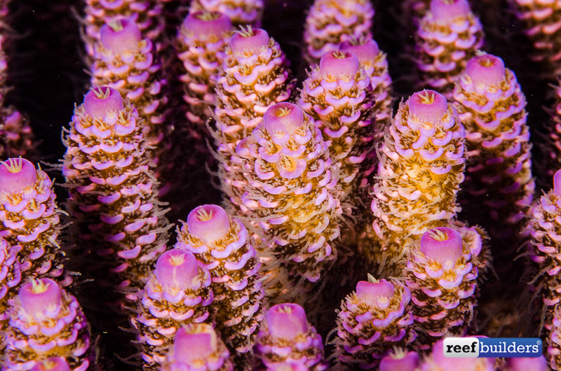 reefbuilders.com