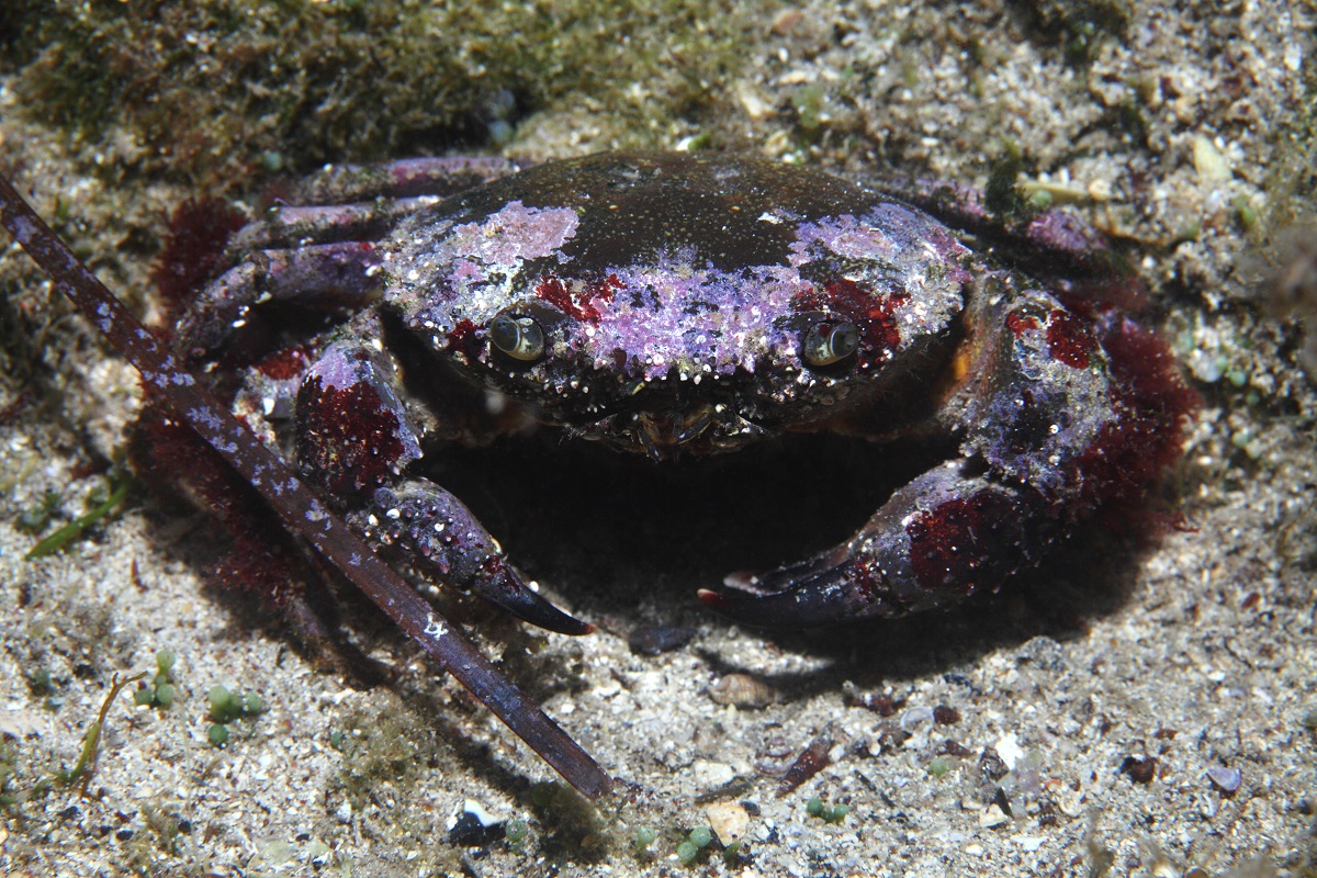 Gorilla-crab.jpg
