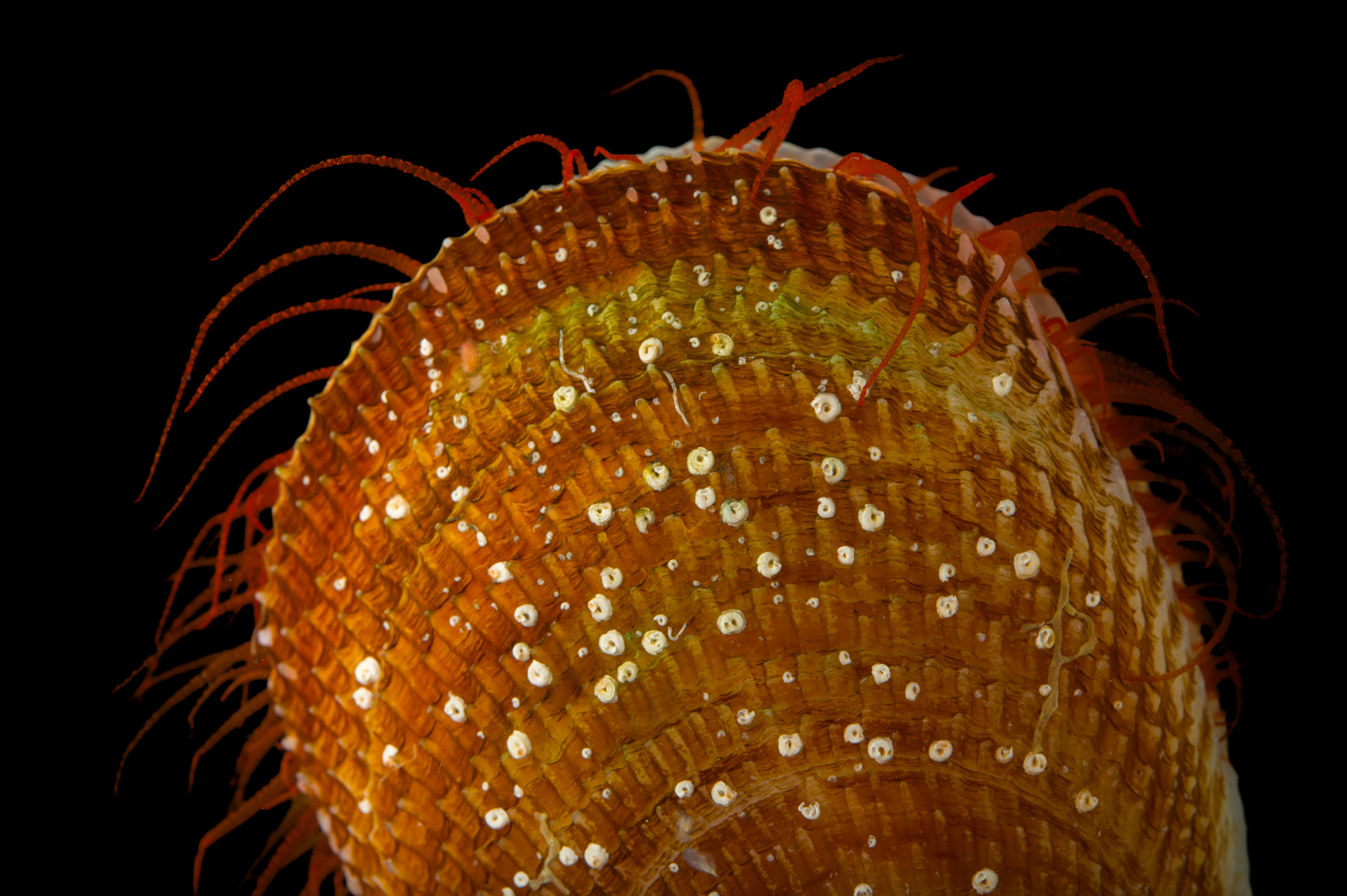 gulfspecimen.org