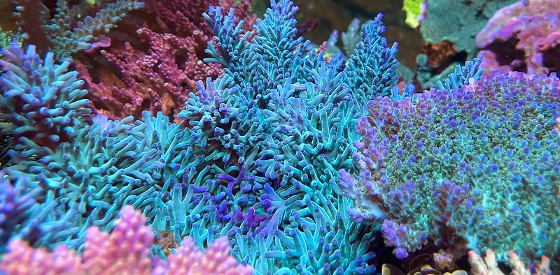 52465128058_4c1fe6f750_c.jpg