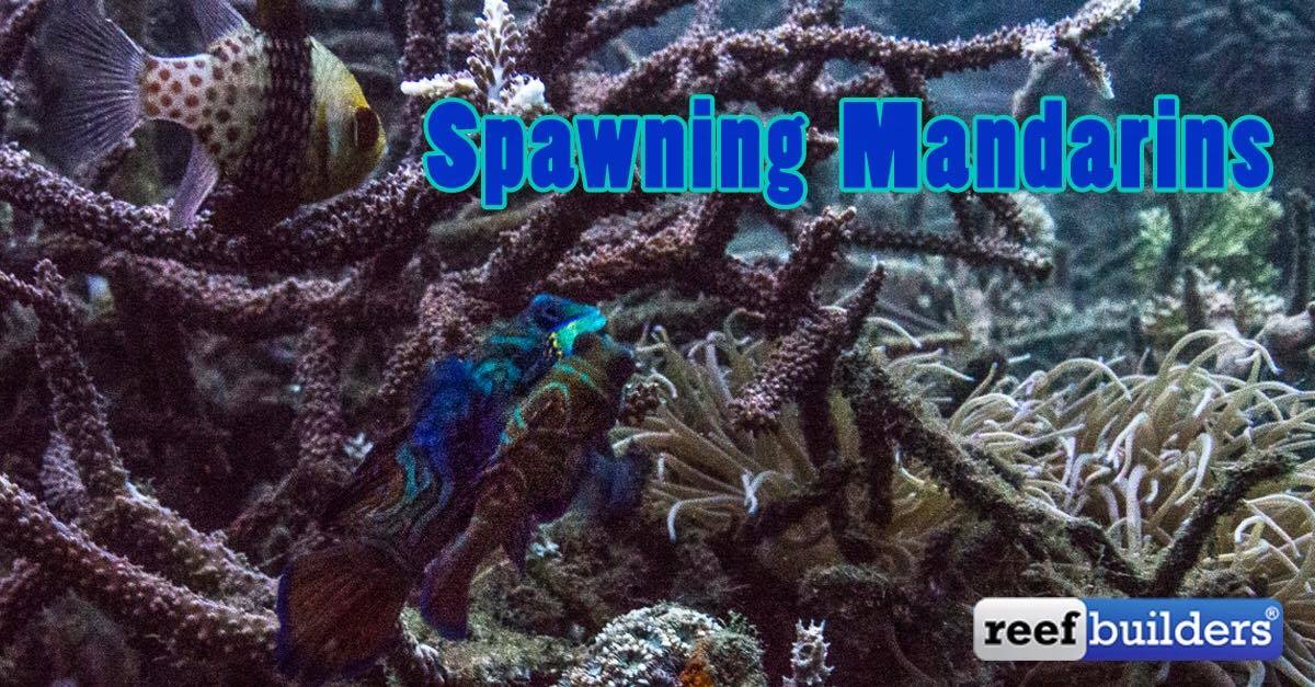 reefbuilders.com