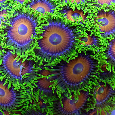 reefs.com