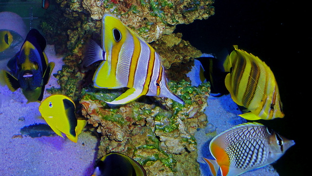 reefbuilders.com