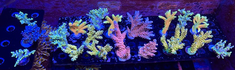 52266707915_643c44342f_c.jpg