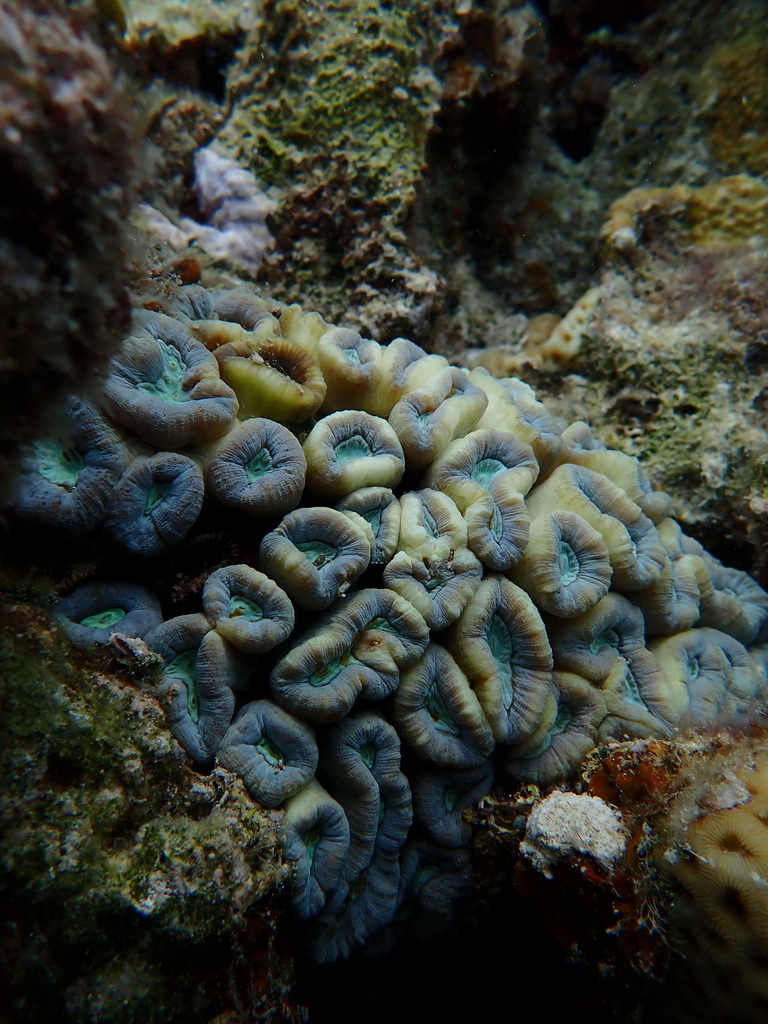 www.inaturalist.org