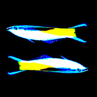 reefs.com
