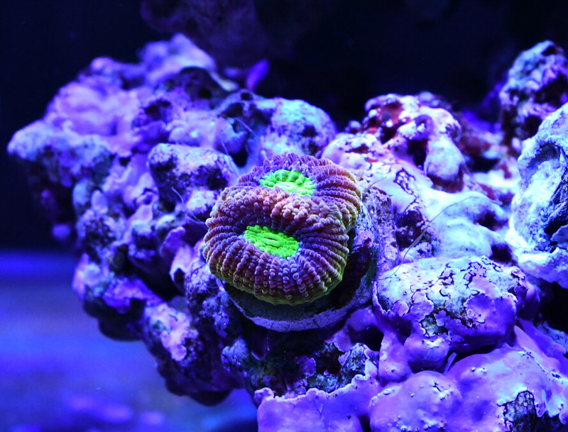 32891777117_b8f146d8f8_c.jpg