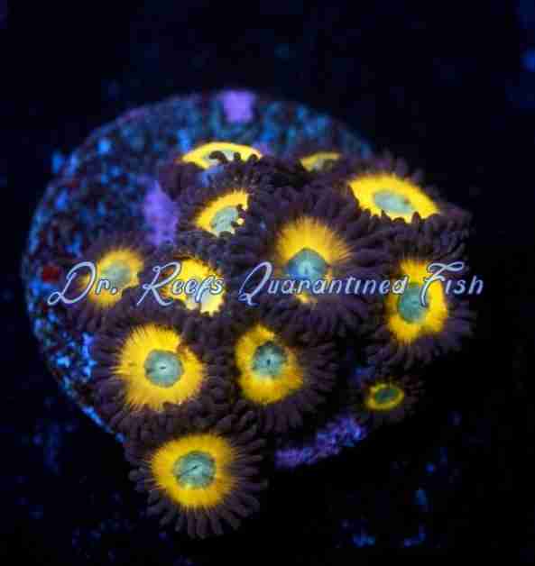 drreefsquarantinedfish.com
