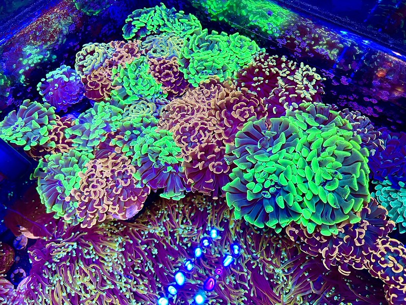51818709463_4cf8f169be_c.jpg