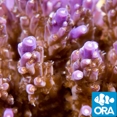 www.oceansgarden.com