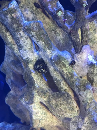 Rock Up Close.JPG Rock Up Close.JPG
