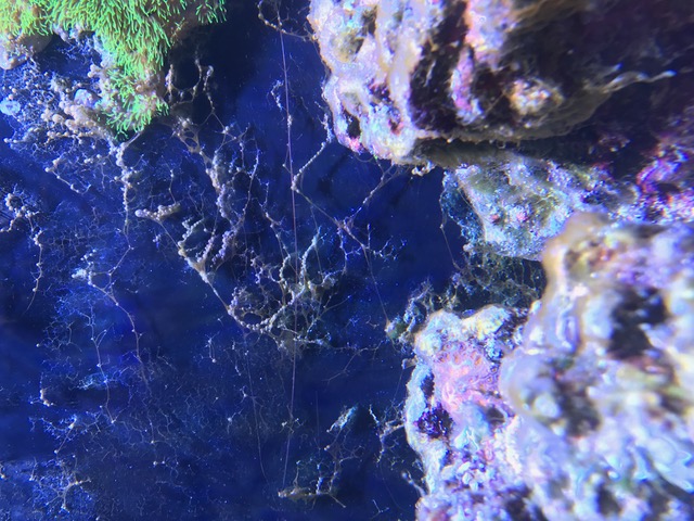 dinoflagellates 300x225