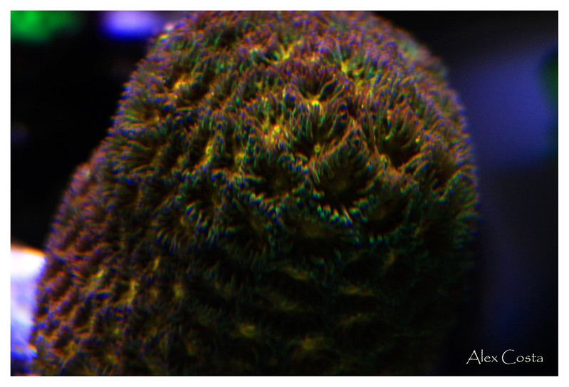 44074934462_f49e1b50fe_c.jpg