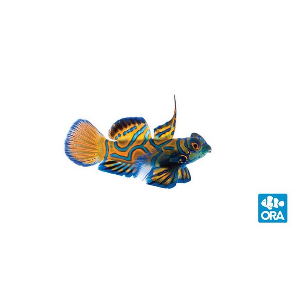 www.oceansgarden.com