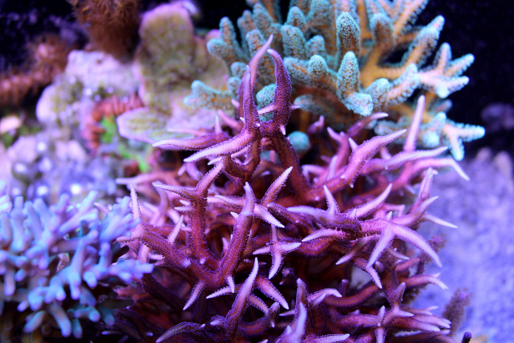 24145615368_0e48f36369_b.jpg