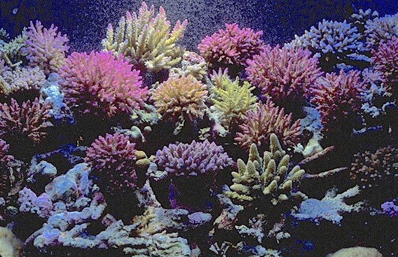 reefbuilders.com