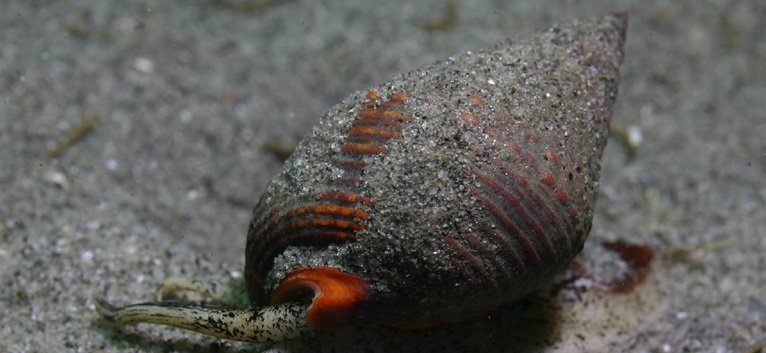 www.algaebarn.com