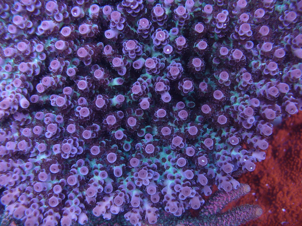 35748945850_978f59d862_b.jpg