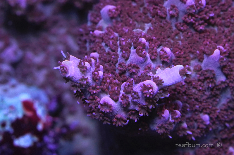 Red-Table-pic1-Macro.jpg